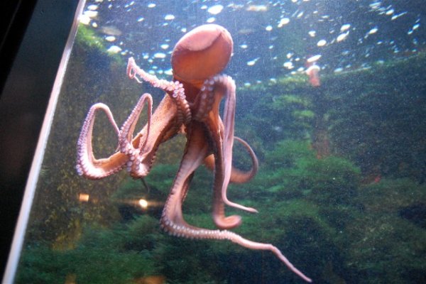 Www kraken 20at net