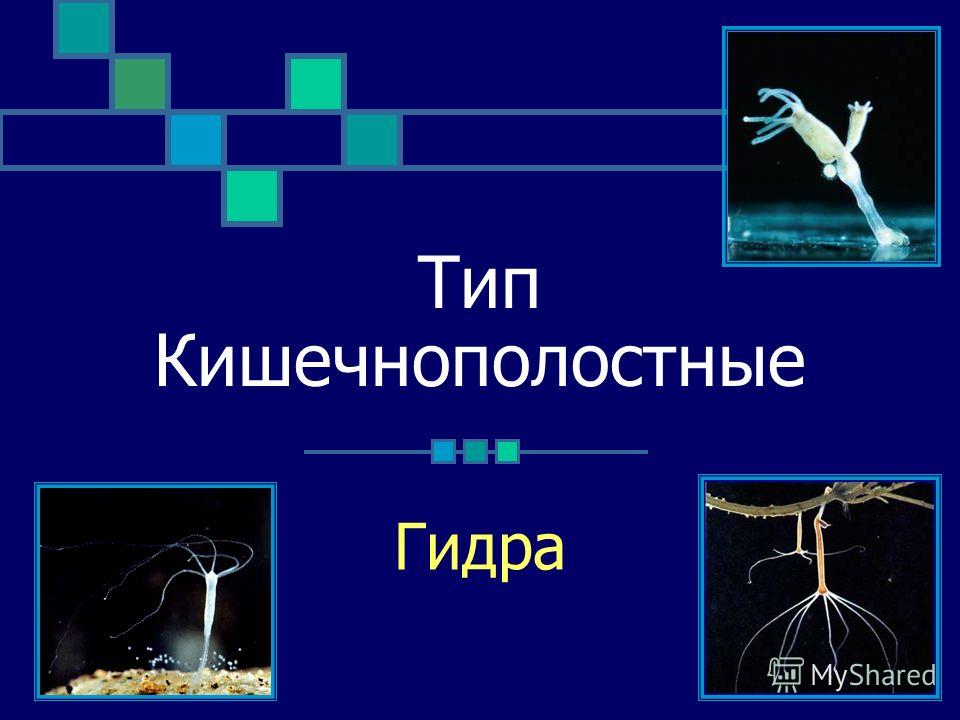 Что такое кракен маркет